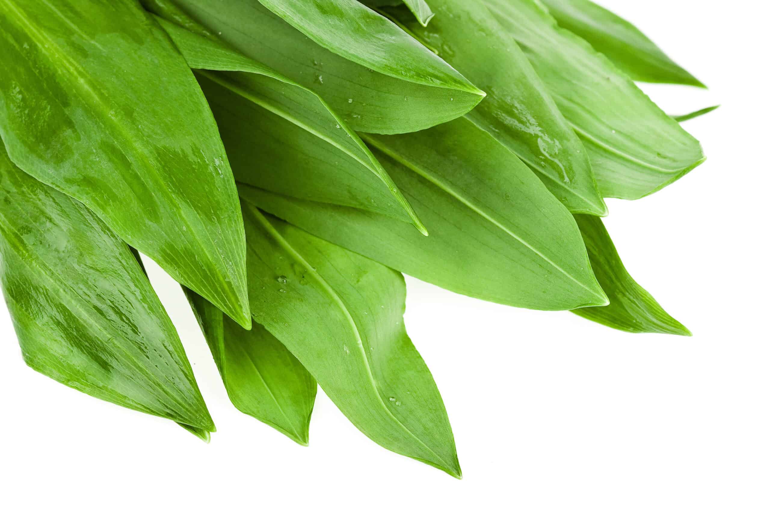 Allium ursinum Leaf Extract Powder