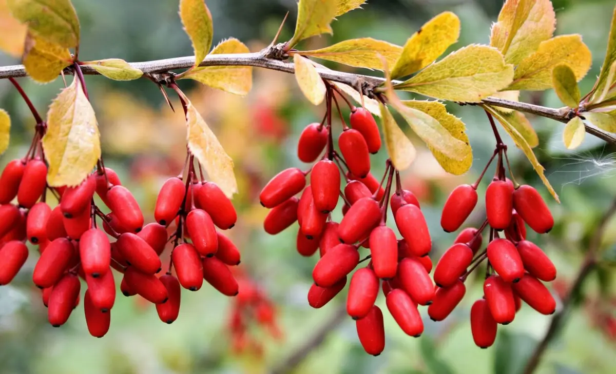 Berberine Extract Powder