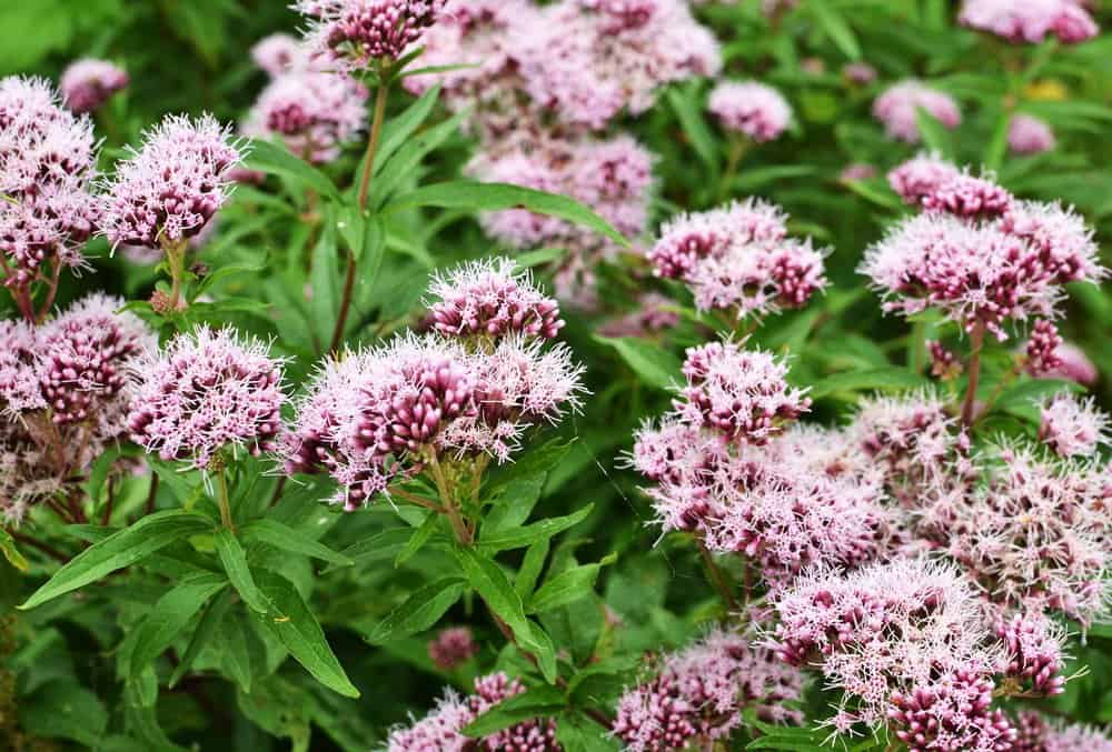 Valerian Extract Powder