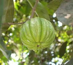 Garcinia cambogia Extract